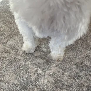 Tiny poodle feet on a Shih Tzu!!!