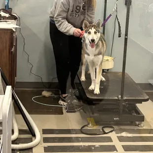 My dog Bindi looks comfortable!