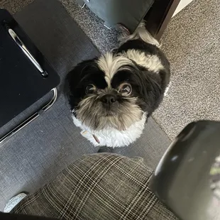 A few weeks of growth and he's still so cute!