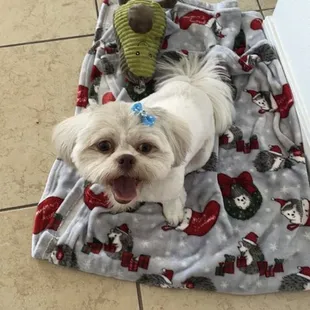 Gigi got her grooming!