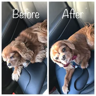 Before &amp; after grooming. Excellent work to my specifications!