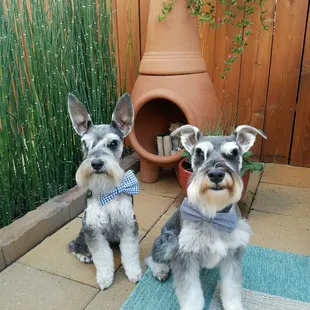 Miniature Schnauzer tested and approved!