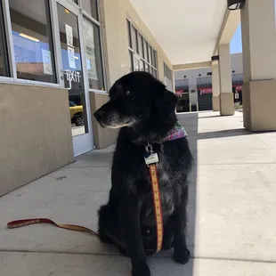Pampered Sherlock! He even received a bandana