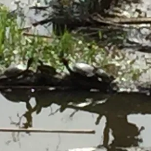 Turtles on a log