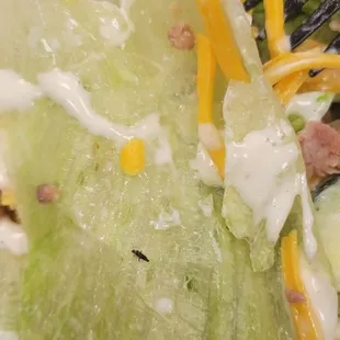 Close up of bug in salad