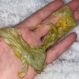 Disgusting slimy wilted lettuce