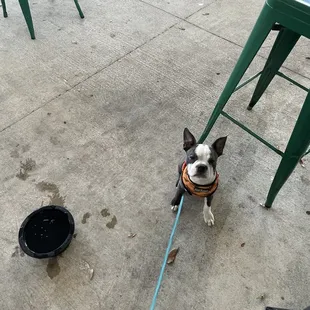 Henry the Boston Terrier