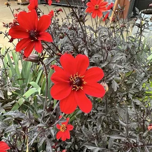 Beautiful flowers