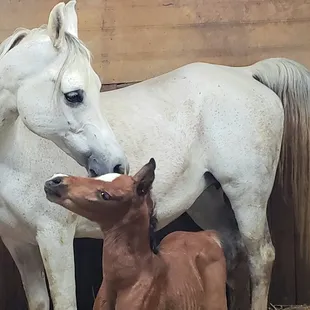 Glamouritz SSA &amp; her spectacular newborn bay colt by Fadjurz Memo.  WOW!!!