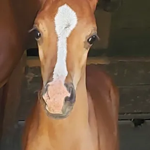 1 month old colt by Sun Fad Diego x Fadz Jesze.  Beautiful chestnut colt, Jesze&apos;s first-born, is special!