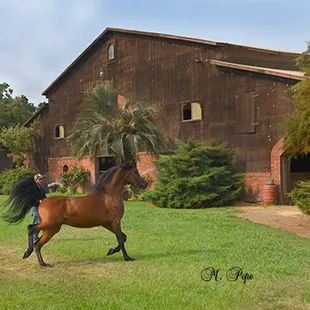 Beautiful &quot;New Barn&quot; (circa 1967-8) at Jack Tone Ranch, with Fadzharo (Fadjurz New York x Drama Queen).