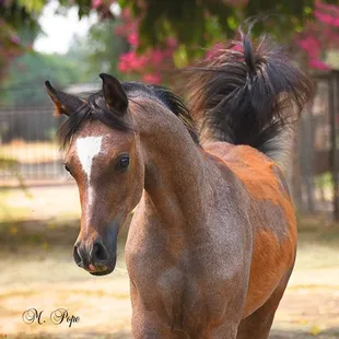 Fadjurz Glitz (Fadjurz Magnificent x SSA Glamouritz) 4 mo old purebred Arabian filly available for sale at Jack Tone Ranch.