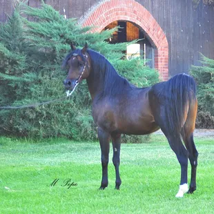 Fadjurz Magnificent - a great example of the Tone family&apos;s Fadjur bred Arabian horses.  3