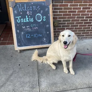 Dog friendly patio- Evie had a great dining experience here!