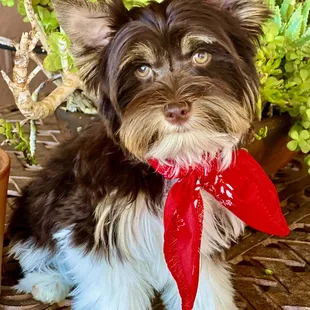 Monte's first time and he did great! Because Jackie and her staff are wonderful!