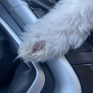Bloody bump on my dogs paw after he got groomed.