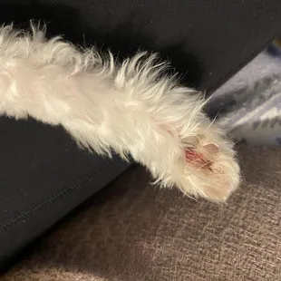 Bloody paw