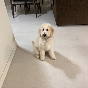 Bear after his evening at the salon