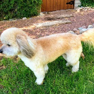 Archie - after his spa day with Jackie