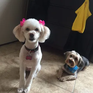 Definitely bringing these two back! Love their haircut, exactly what we asked for plus the extra touch of the bows and bandana! So cute!
