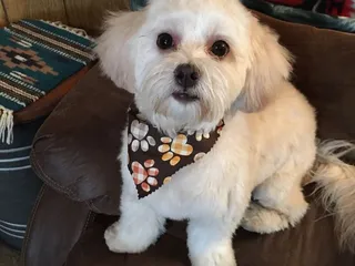 Velvet Bow Pet Grooming