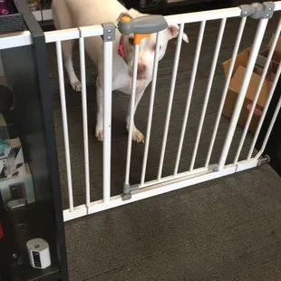 They have a K-9 employee!