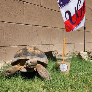 Got the Desert Tortoise iced coffee signature drink and loved it! Timmy (our Desert Tortoise) approves as well!