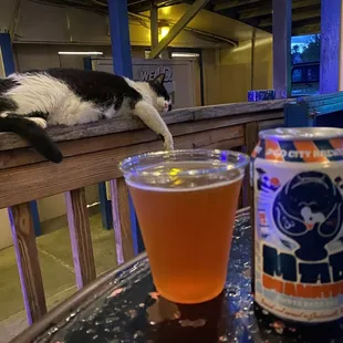 drink, sushi and sashimi