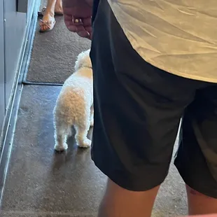 Dog roaming in restaurant