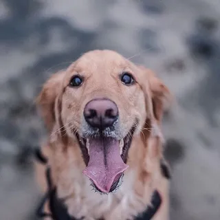 Penny G.