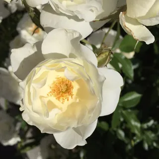 Yellow R.