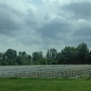 Strawberry Fields (forever!)