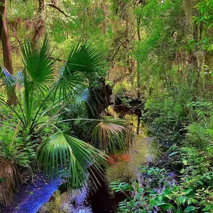 Jacksonville Arboretum