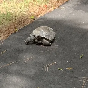 Wildlife on the trail