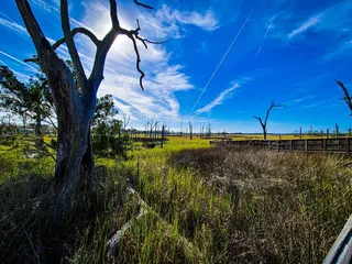 Cradle Creek Preserve