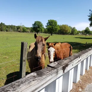 Horses at rest stop (post Mile Marker 14)
