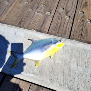 Pompano.