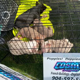 Tiny puppies for sale