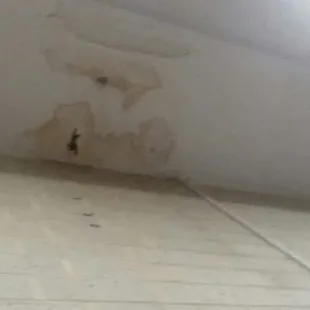 Hole and water damage in ceiling