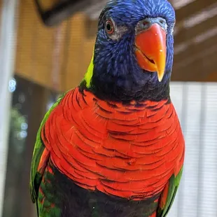 Australian bird