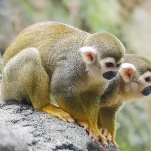 Squirrel Monkeys