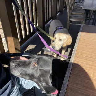 Nice Dog friendly patio seating