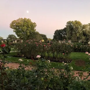 Rose garden on a fall evening