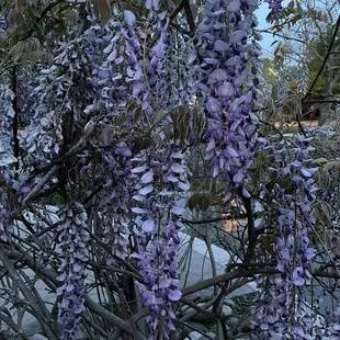 Wisteria blooming at Loose Park