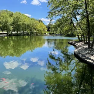 Koi pond