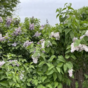 More lilacs in Loose Park in Kansas City, Missouri, on April 26, 2023.