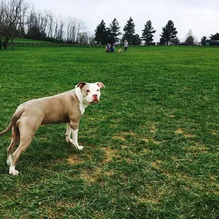 My beast ready to play with the others