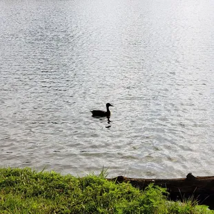 Jacobson Park