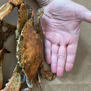 Well sized and heavy!