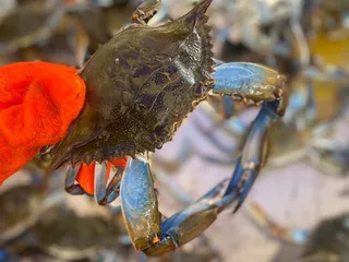 Bay Crawlers Crab Shack